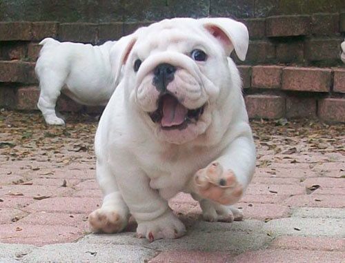 http://buzzsharer.com/wp-content/uploads/2015/04/english-bulldog-cute-puppy.jpg