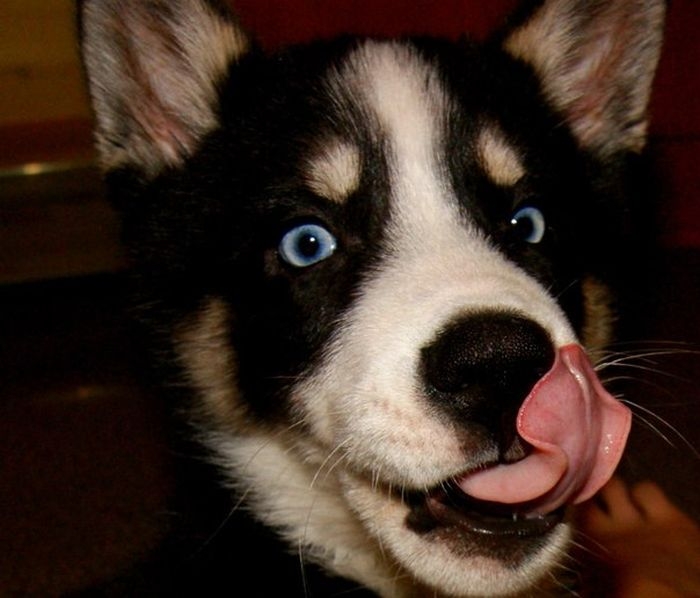 These 12 Most Beautiful Huskies Will Make You A Better Person