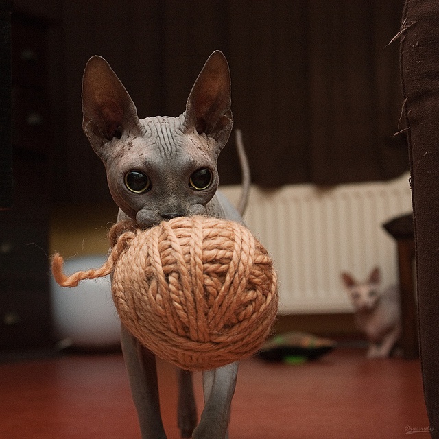 12 Reasons Why You Should Never Own Sphynx Cats