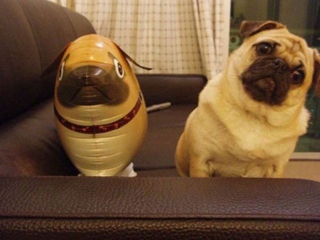 Confused-pug-dog.jpg