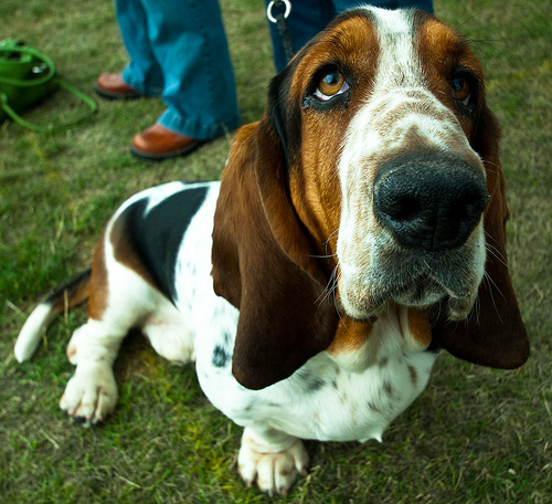 How Much Do You Know About Basset Hounds Quiz