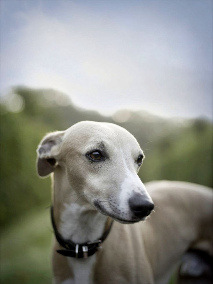 12 Reasons Why You Should Never Own Whippets