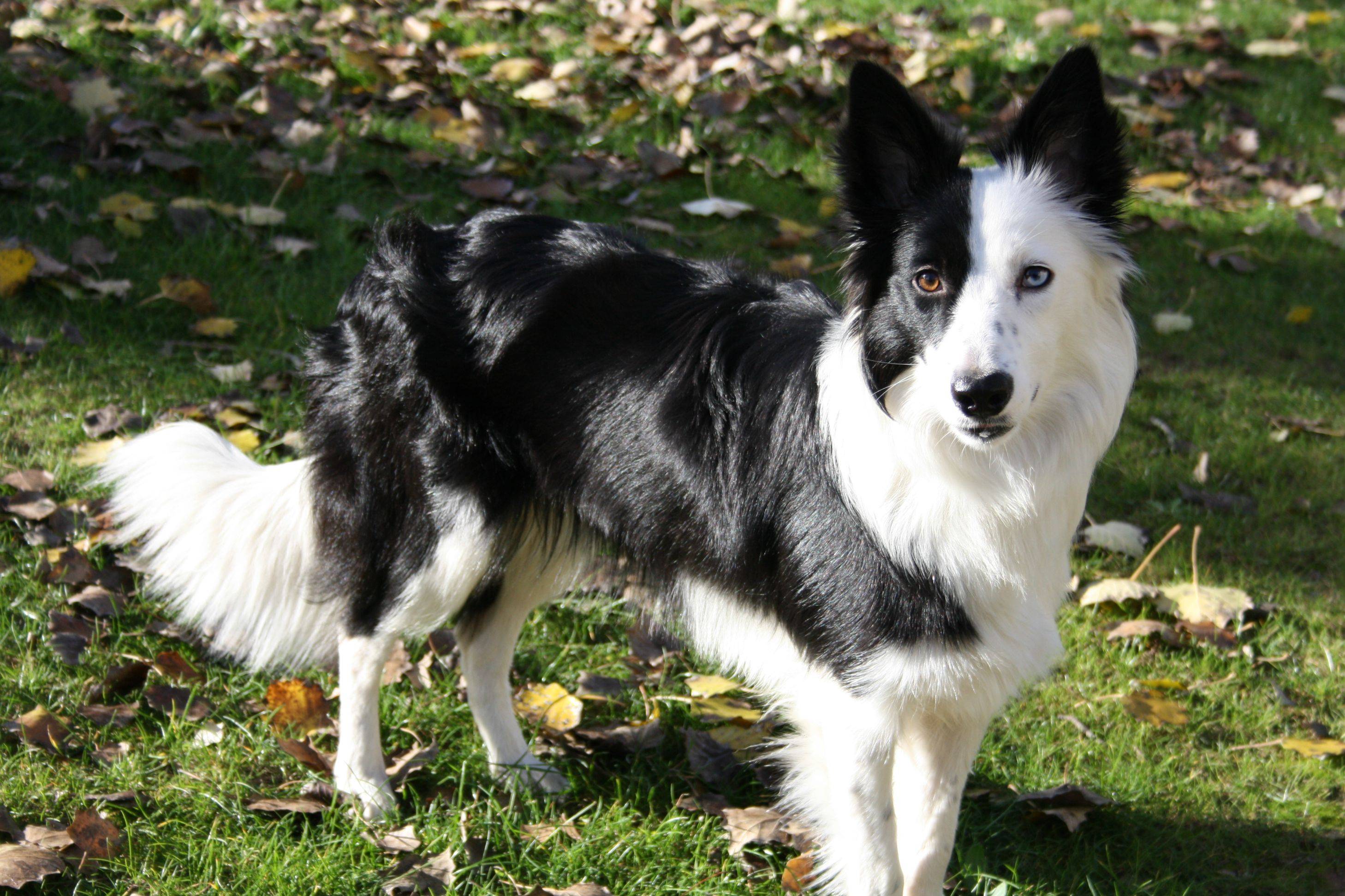 BORDER COLLIE Imagexxl
