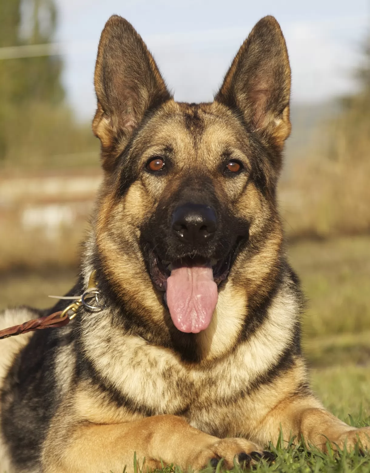 10-best-german-shepherd-dog-names