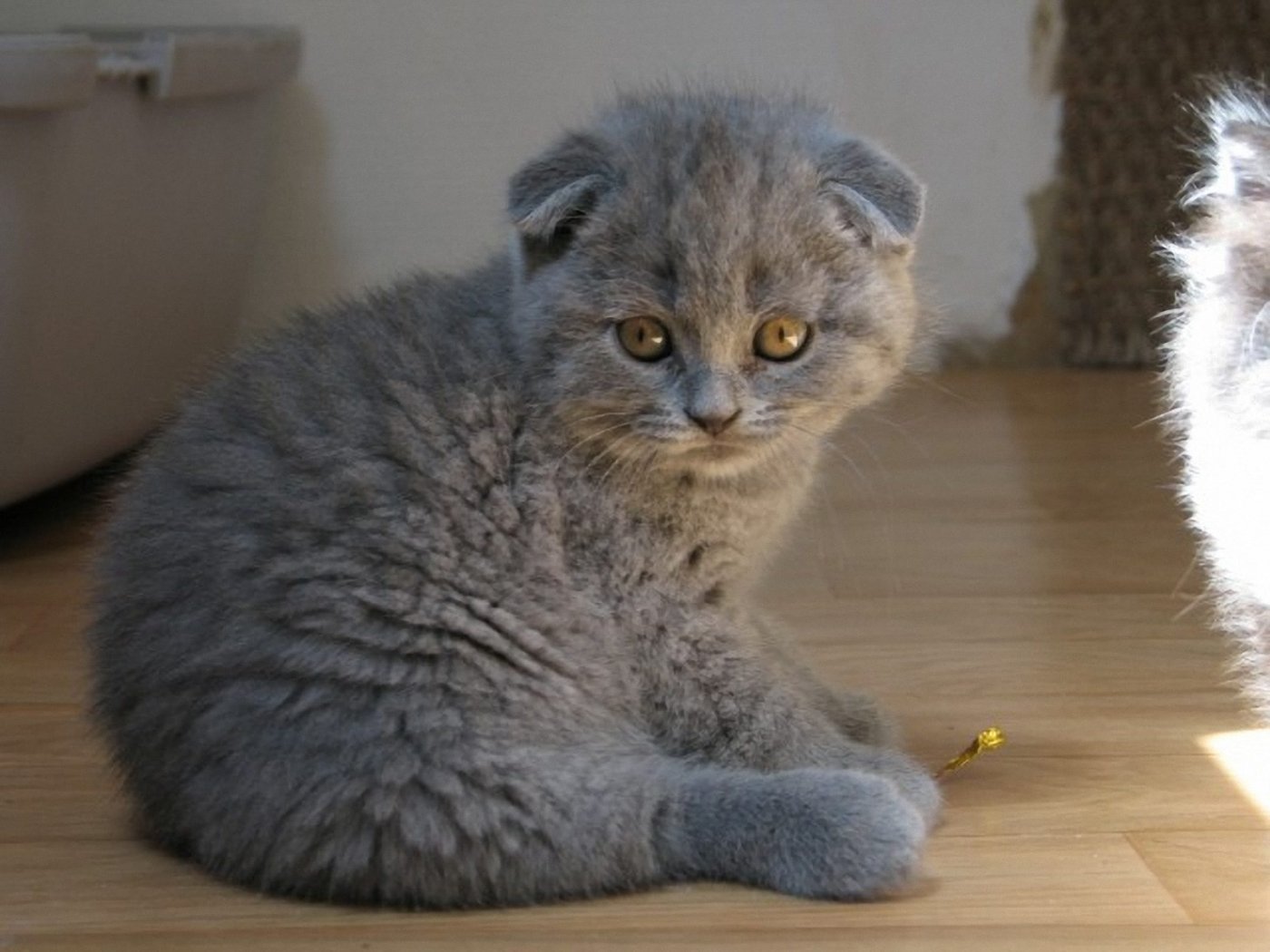 8 Things You Didn’t Know About Scottish Folds (QUIZ)