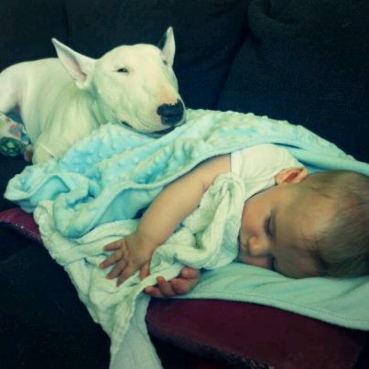 bull terrier and child