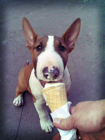 bull terrier eating ice cream