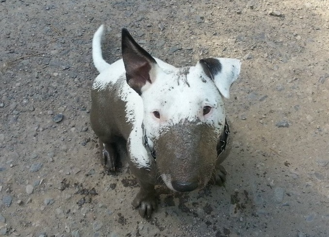 bull terrier in mud