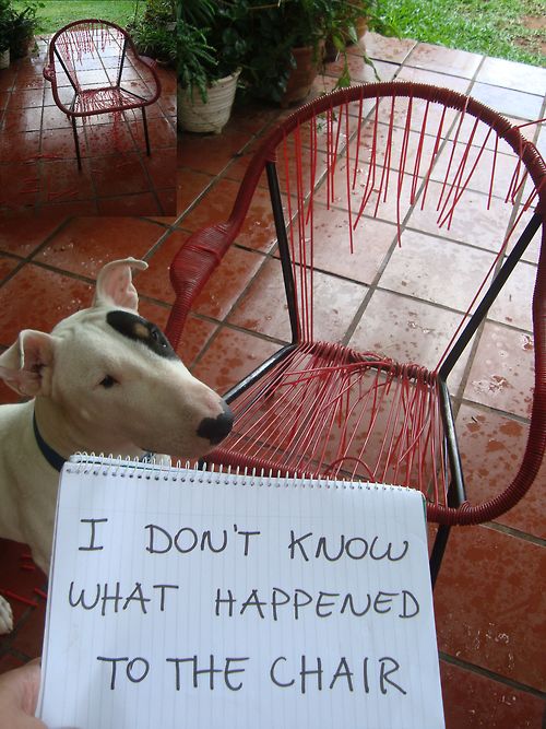 guilty bull terrier dog