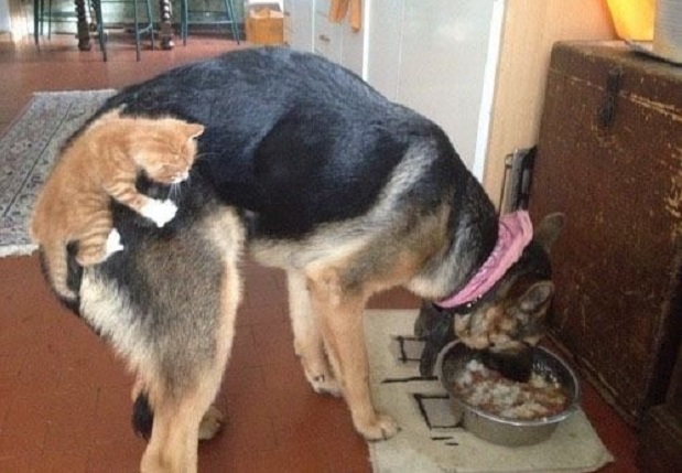 Totally Weird Things Your German Shepherd Enjoys For Some Reason