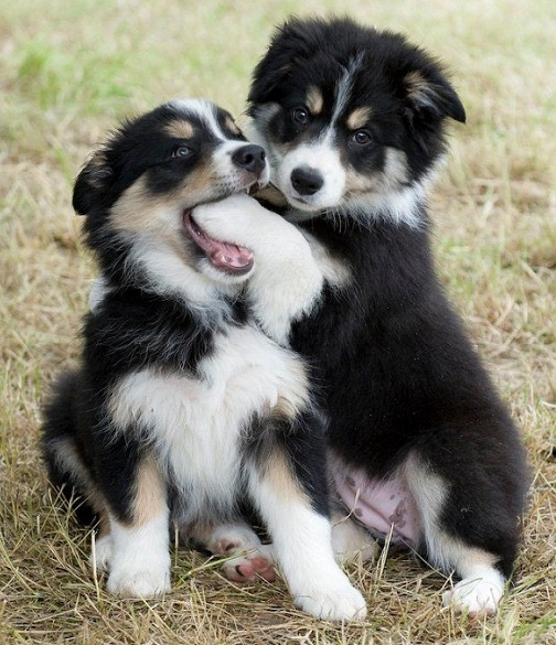16 Reasons Border Collies Are The Worst Indoor Dog Breeds ...