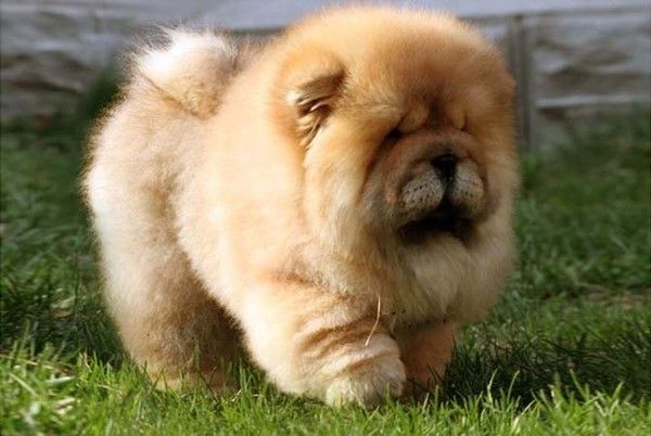 10 Best Chow Chow Dog Names