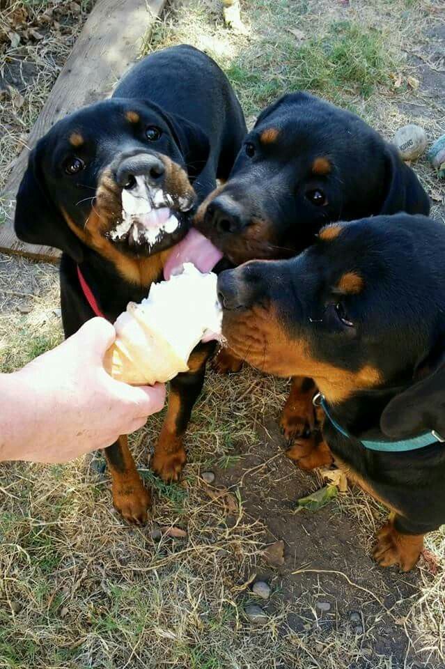 Rottweilers ice-cream