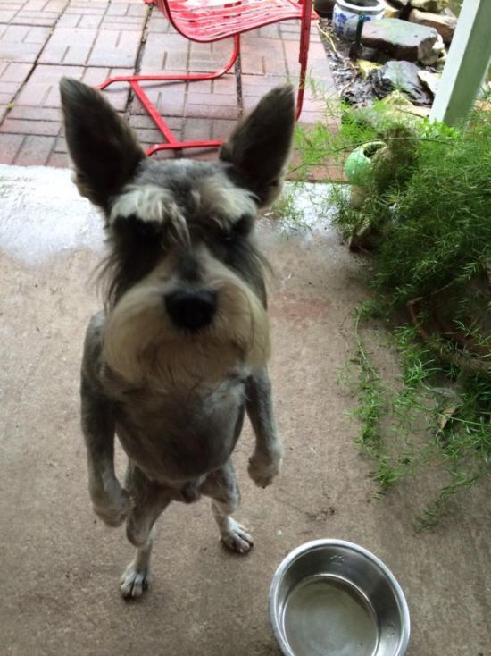 16 Reasons Schnauzers Are Not The Friendly Dogs Everyone ...