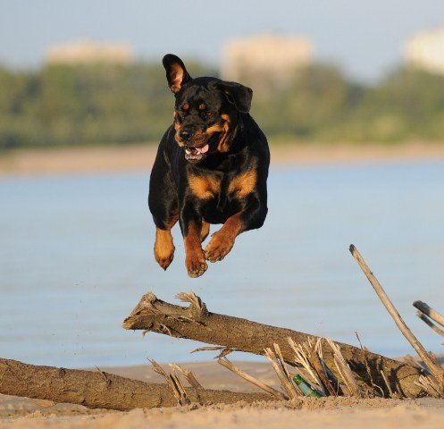 amazing rottweiler dog jump