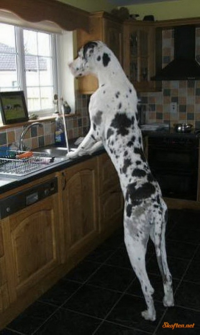 20 Great Danes Who Don’t Realize How Big They Are