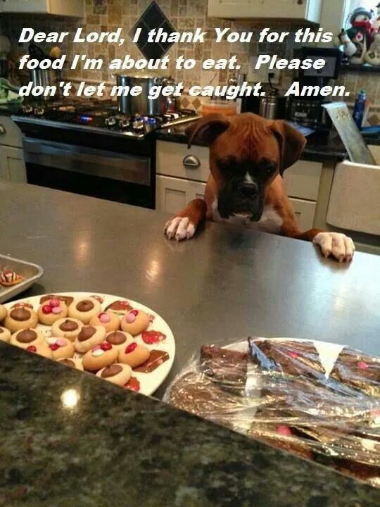kitchen-boxer-dog-food-funny.jpg