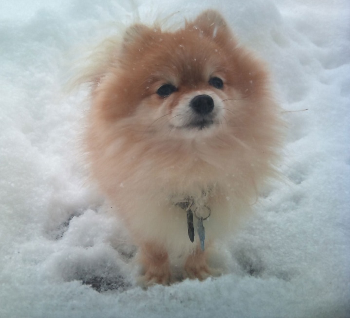 16 Things All Pomeranian Owners Must Never