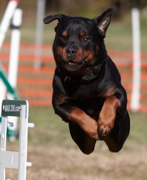 running rottweiler jump dog