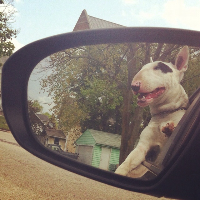 bull terrier car mirror drive