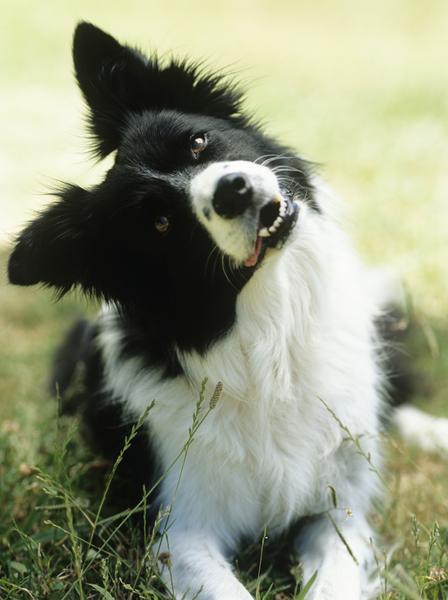 border-collie-head-tilt.jpg