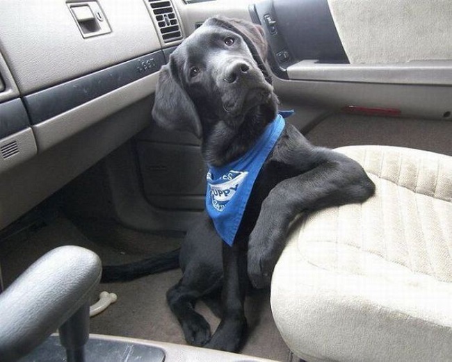 Image result for black labrador in car