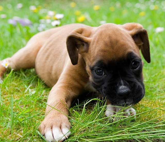 12 Reasons Why Boxer Dogs Are The Only Friends You’ll Ever Need