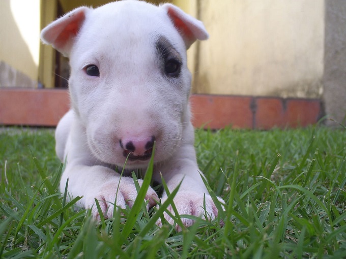 english bull terrier puppy cute dog