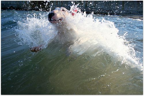 english bull terrier wave ocean