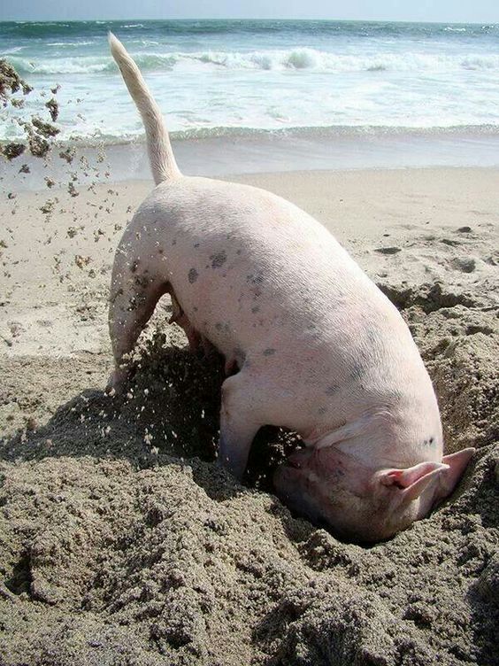 English Bull Terrier digging holes