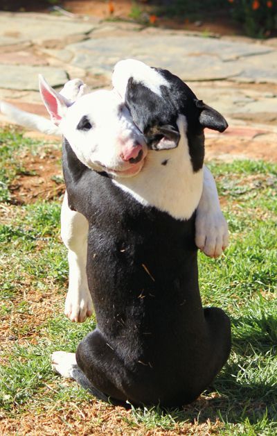 English Bull Terrier hugs