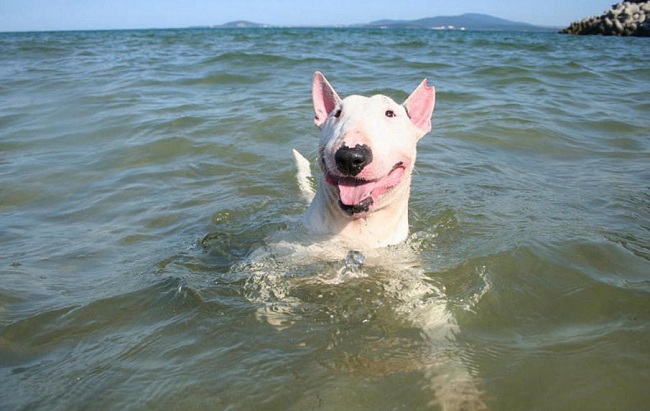English Bull Terrier swimming