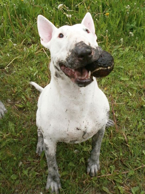English Bull Terrier with ball