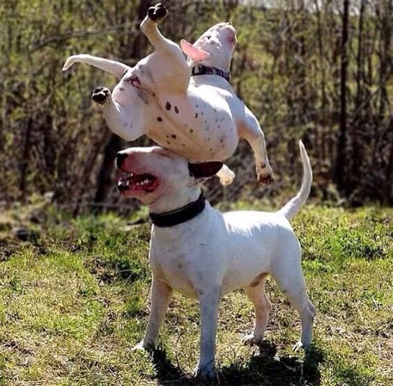 English Bull Terriers funny