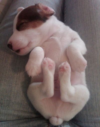 cute puppy jack russell photo nap time