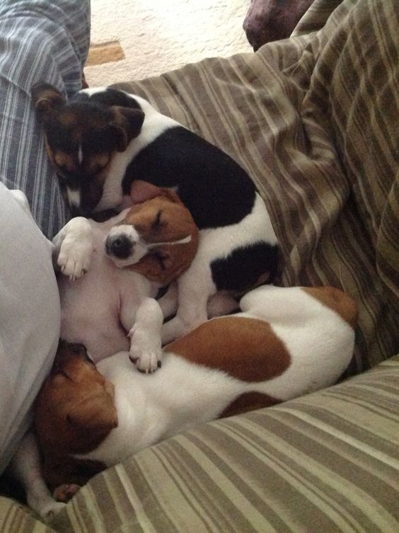 jack russells dogs pups nap time