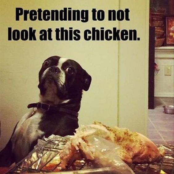 boston-terrier-chicken-meme.jpg