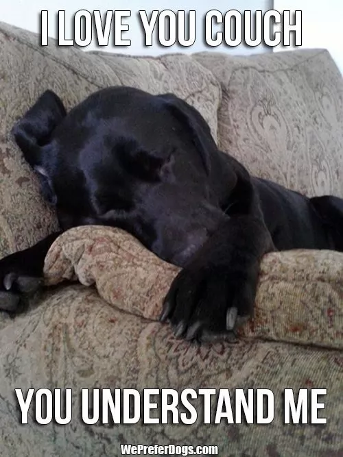 12 Best Labrador Memes of All Time