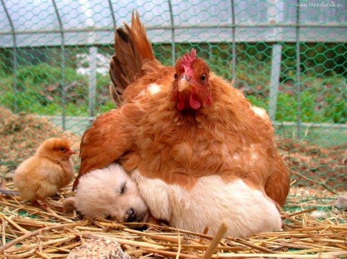 Tips on Getting Started Raising Chickens 1