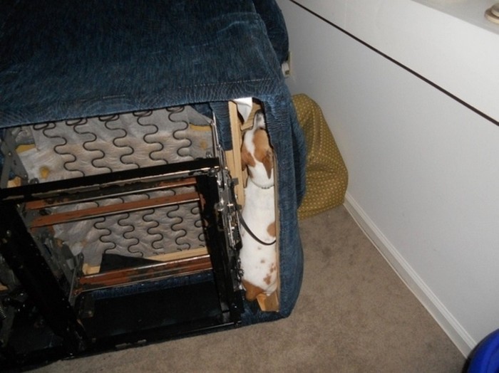 Dog hiding under the bed