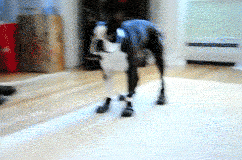 Top 6 Easy Ways to Improve the Health of Your Dog 31