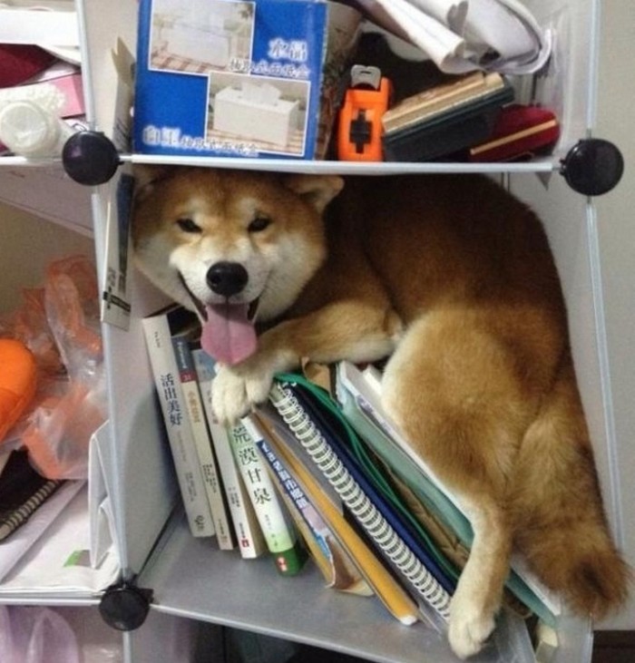 Hiding dog