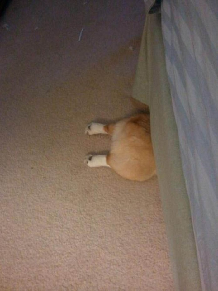 awesome dog hiding