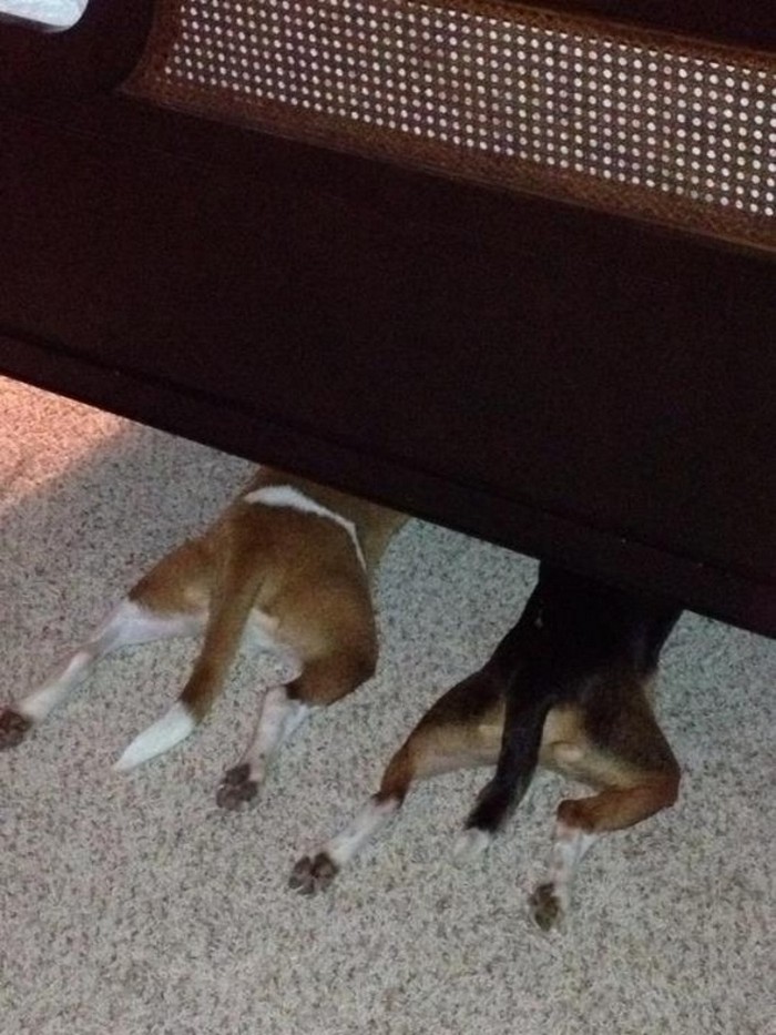 dogs hiding themselves