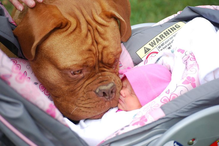 10 Gorgeous Mastiffs You've Ever Seen 1