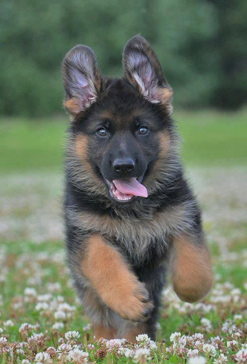 Awwww, puppy, running