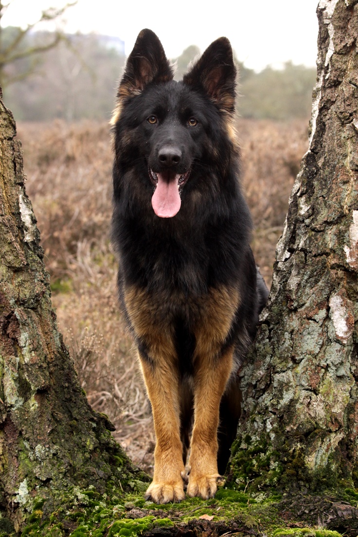 Beautiful German shepherd