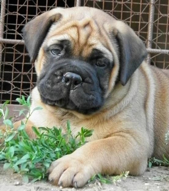 Bullmastiff Puppy, cute dog