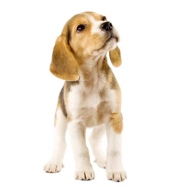 Beagle (2 months) in front of white background