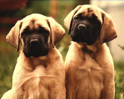 10 Mastiffs That Will Make You Laugh Every Time 6 English Mastiff Puppies